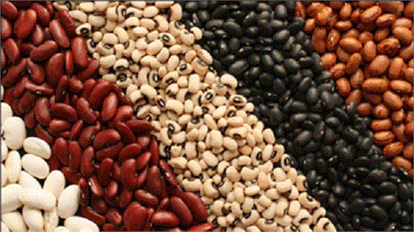 حبوبات و دانه ها منبع خوبی برای تامین پروتئین